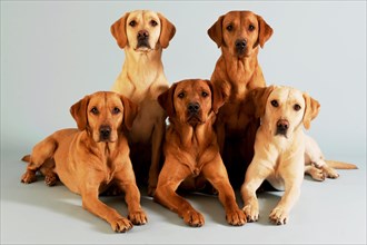 Five Labrador Retrievers