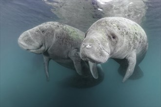 Two West Indian manatees