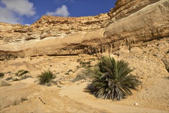 Limestone canyon of Wadi Shuwaymiyah