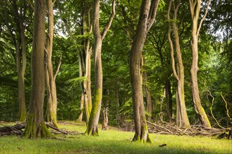 Old beech forest