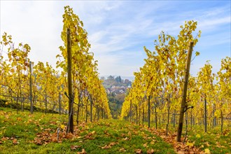Yellow vineyards in autumn