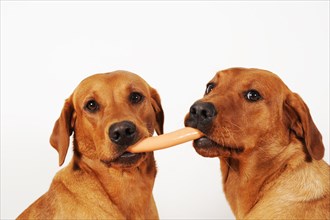 Two Labrador Retrievers with sausage in mouth