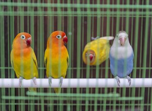 Parakeets in a cage