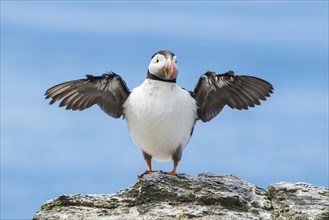 Puffin