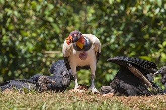 Scavenging black vulture
