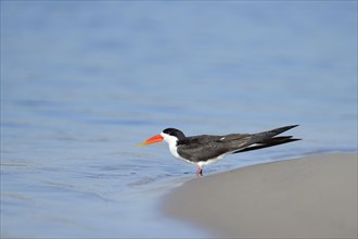 African skimmer