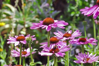 Narrow-leaved purple coneflower