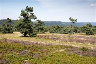 Flowering heathland