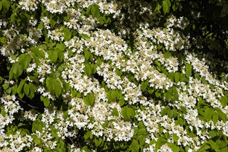 White flowering shrub