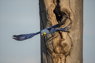 Hyacinth macaw