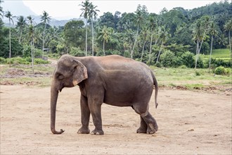 Asian elephant in front of palm forest