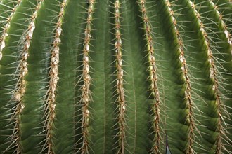 Detailed view of golden barrel cactus
