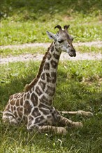 Young Rothschild's giraffe