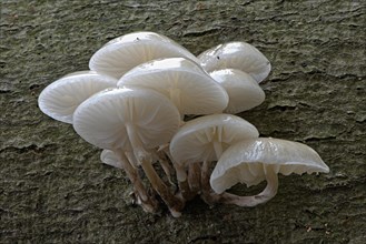Porcelain fungi