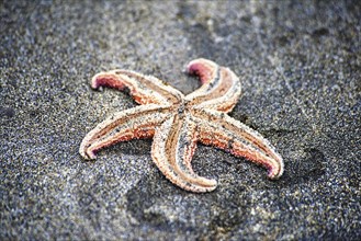 Dead starfish