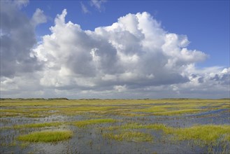 Salt marshes with flooding tide and withdrawing cumulus clouds