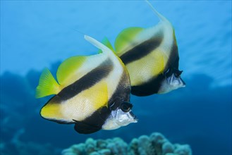 Couple Pennant coralfishes