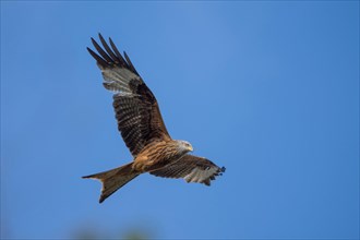 Red kite