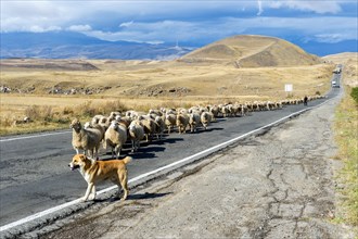 Shephard and Sheepdog conducting a group of sheep down a road