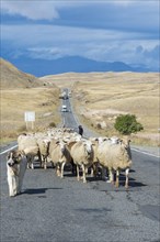 Shephard and Sheepdog conducting a group of sheep down a road