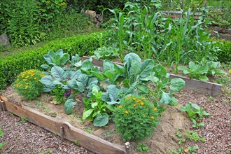 Farm garden with various typical plants such as cabbage
