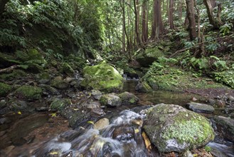 Small creek through typical vegetation near Ponta Ruiva