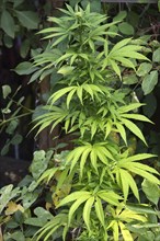 Flowering hemp plant