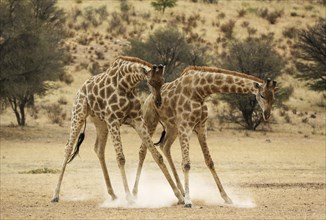 Southern Giraffe