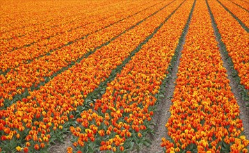Blooming tulip field