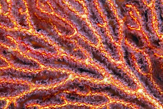 Coral polyps at mopsella sea fan