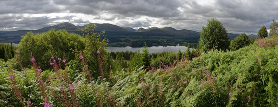 Vegetation around Loch Garry
