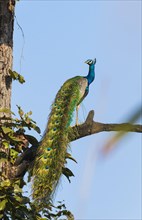 Indian Peafowl