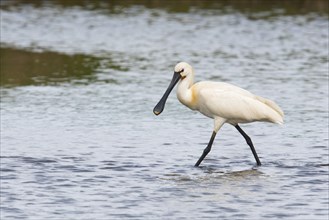 Common spoonbill