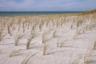 Dune plant with beach oat