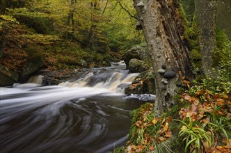 Stream of the Hoegne in autumn