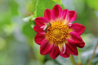 Garden dahlia