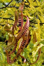 Honey Locust