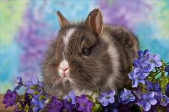 Young dwarf rabbit