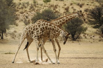 Southern Giraffe