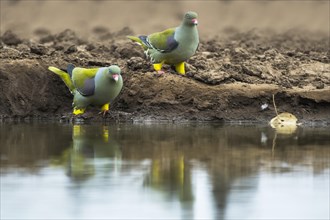 Red-nosed Green Pigeon or Nude-faced Green Pigeon