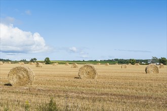 Harvested wheat field with bales of straw