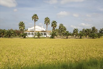 The Tramontano farm house amidst rice fields