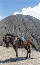 Horse next to Mount Batok