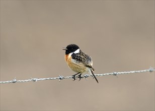 Singing African stonechat