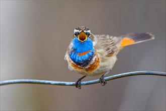 Red-spotted bluethroat