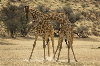 Southern Giraffe