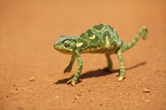 Flap-necked chameleon