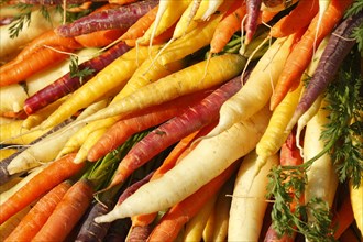 Colourful carrots