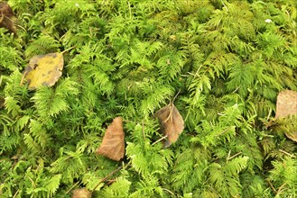 Dried birch leaves on tamarisk thuidium moss