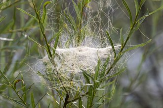 Web of Sheet Weaver